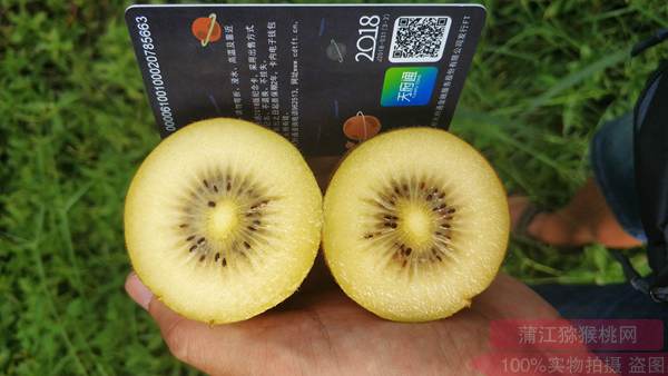 种植阳光金果G3猕猴桃几年可以结果平均每斤多少钱