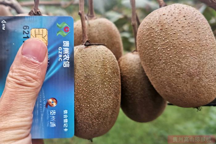 江苏南京的红心猕猴桃采摘园在哪里联系电话品种介绍及图片