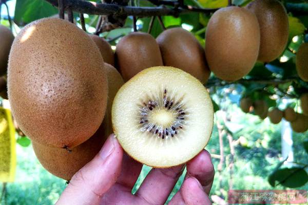 新西兰阳光金果树苗已经可以投产亩产量多少斤