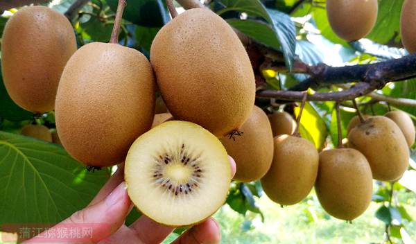 种植一亩阳光金果猕猴桃的产量是多少斤产值多少钱