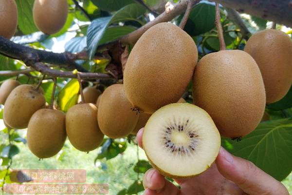 新西兰阳光金果被誉为“水果之王”当下
