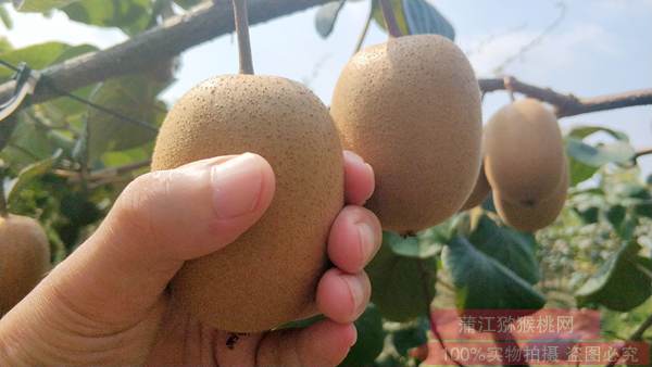 陕西周至将实现猕猴桃种植面积40万亩