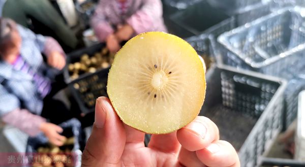 2019年无公害红心猕猴桃的鲜果收购价格也大幅提升