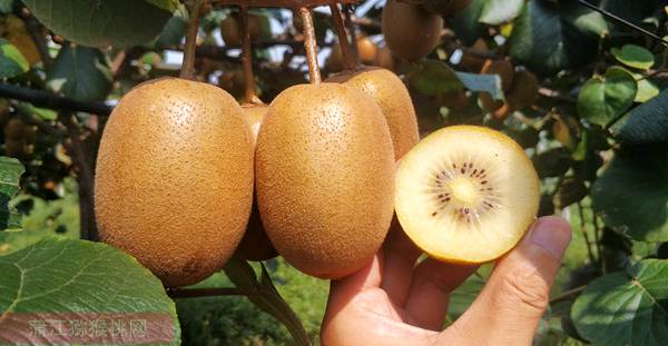 新西兰魅力金果g9阳光金果g3猕猴桃有哪些差别和不同点