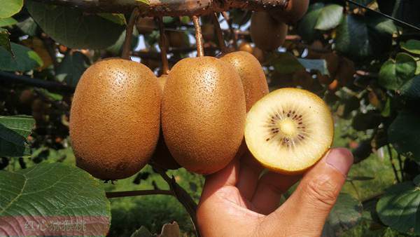 种植一亩阳光金果猕猴桃的产量是多少斤产值多少钱