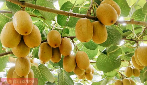 阳光金果猕猴桃种植化管理发展相关产业