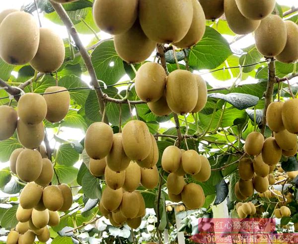 浙江魅力金果g9猕猴桃种苗繁育基地的业主系