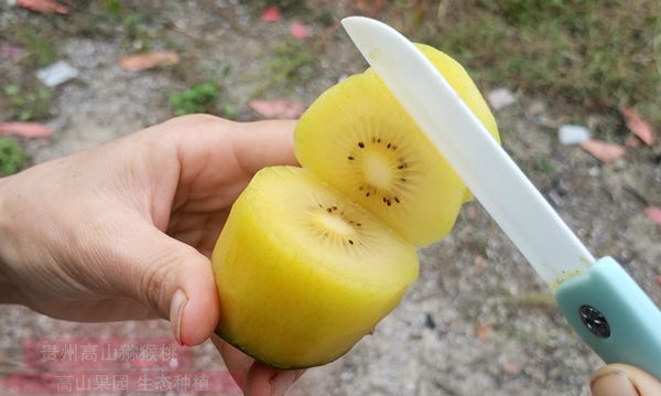 种植一亩阳光金果sungold猕猴桃成本和利润多少多次