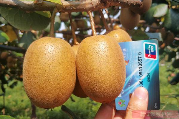 黄心品种阳光金果猕猴桃是几月份成熟上市的水果