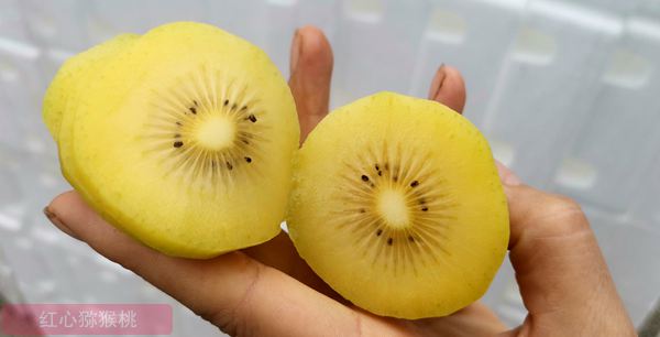 订单种植阳光金果g3猕猴桃发展模式促进了新西兰种植前景