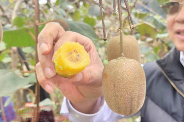 2019年种植一亩黄心红肉猕猴桃成本和利润多少