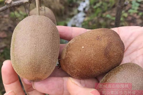 中国黄肉猕猴桃摇身变成了新西兰金奇异果