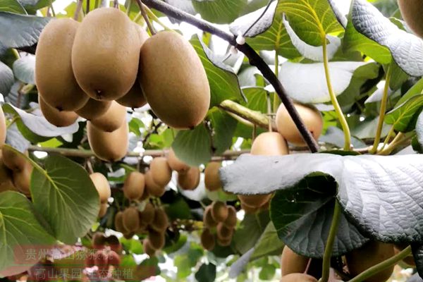 贵州阳光金果g3猕猴桃苗种植行距株距多少米一株高产稳产