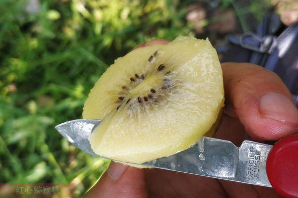 引进了新西兰阳光金果G3猕猴桃种苗种植