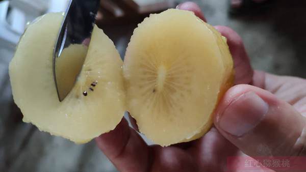 新西兰出口到中国的阳光金果G3猕猴桃大增