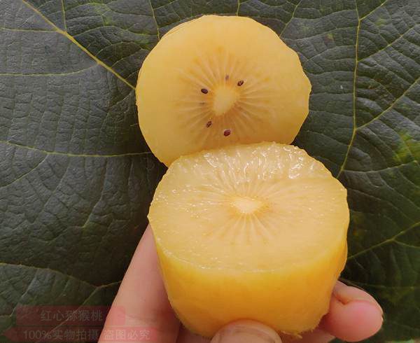 果实香味进行判断被誉为“水果之王”的软枣猕猴桃种苗
