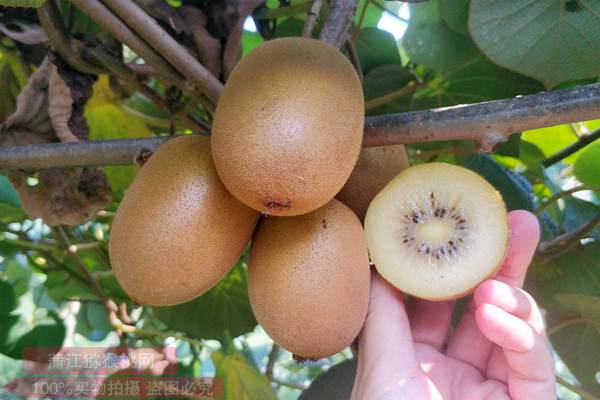 贵州大方县从四个方面促进猕猴桃产业