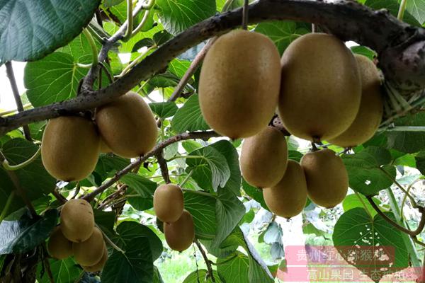 贵州贵长猕猴桃亩产多少斤一般需要几年才挂果