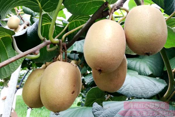 贵州阳光金果g3猕猴桃苗种植行距株距多少米一株高产稳产