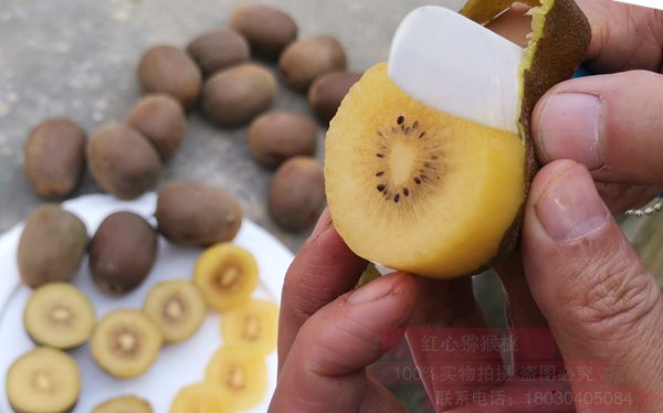 口感最甜最好吃的猕猴桃品种是阳光金果g3猕猴桃苗