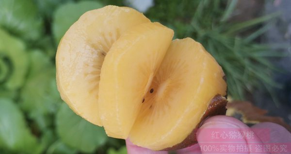 口感最甜最好吃的猕猴桃品种是阳光金果g3猕猴桃苗