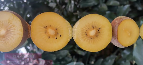新西兰佳沛种植阳光金果猕猴桃苗种植行距株距多少米一株