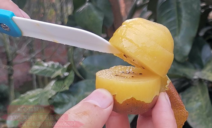 为新西兰阳光金果Kiwifruit几乎家家都有种植