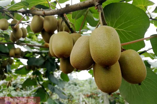 不定期在贵州遵义举办针对性的阳光金果种植技术推广培训班