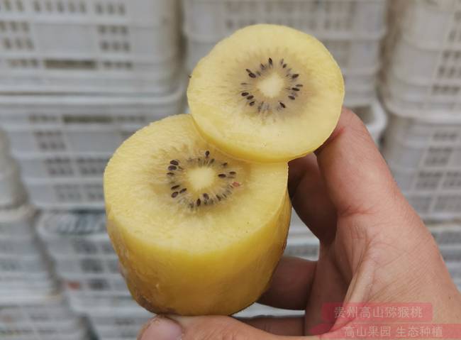 奇异果是“水果之王”含有丰富的维生素Ｃ