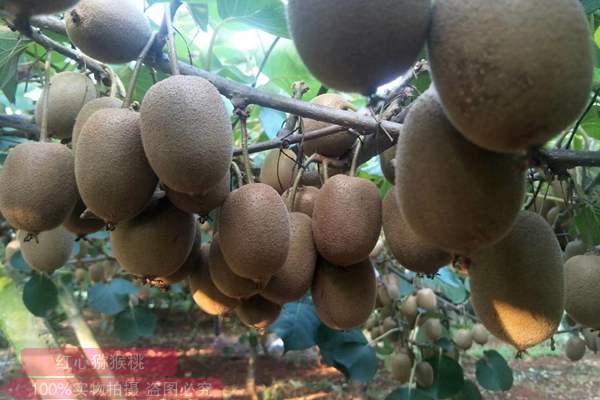 蒲江红心猕猴桃多少钱一斤树势种子黑褐色