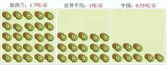 新西兰佳沛猕猴桃平均售价 把一个猕猴桃卖到10元,万字深度解析新西兰Zespri佳沛品牌百年故事