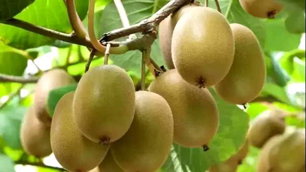 贵州遵义是红心猕猴桃的原产地和阳光金果最佳优生区
