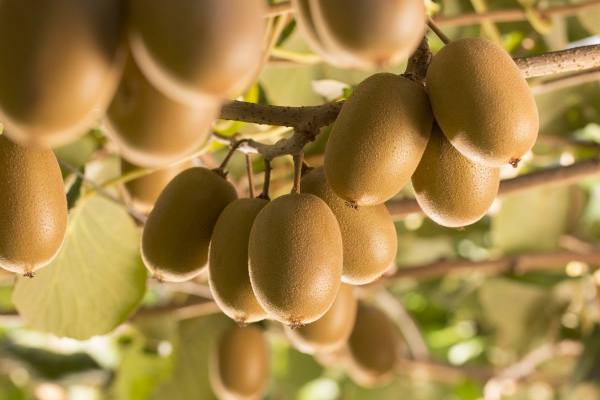红心猕猴桃比较的美味成为世界最大的奇异果出口企业