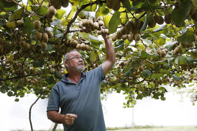 新西兰猕猴桃种植业曾濒临破产，如今爆赚180亿！没人要的“土特产”，凭啥高攀不起？