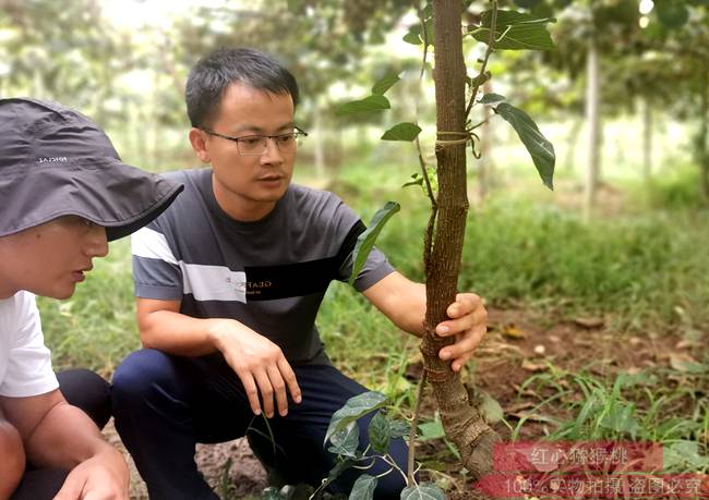 川农硕士杨刚返乡泸州种植猕猴桃