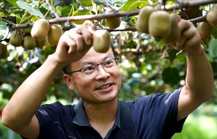 四川纳溪杨刚猕猴桃高产有诀窍 一亩产出两亩量