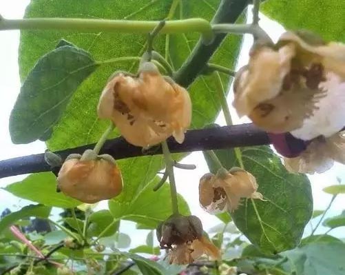 现在正是猕猴桃授粉季节,注意预防花腐病